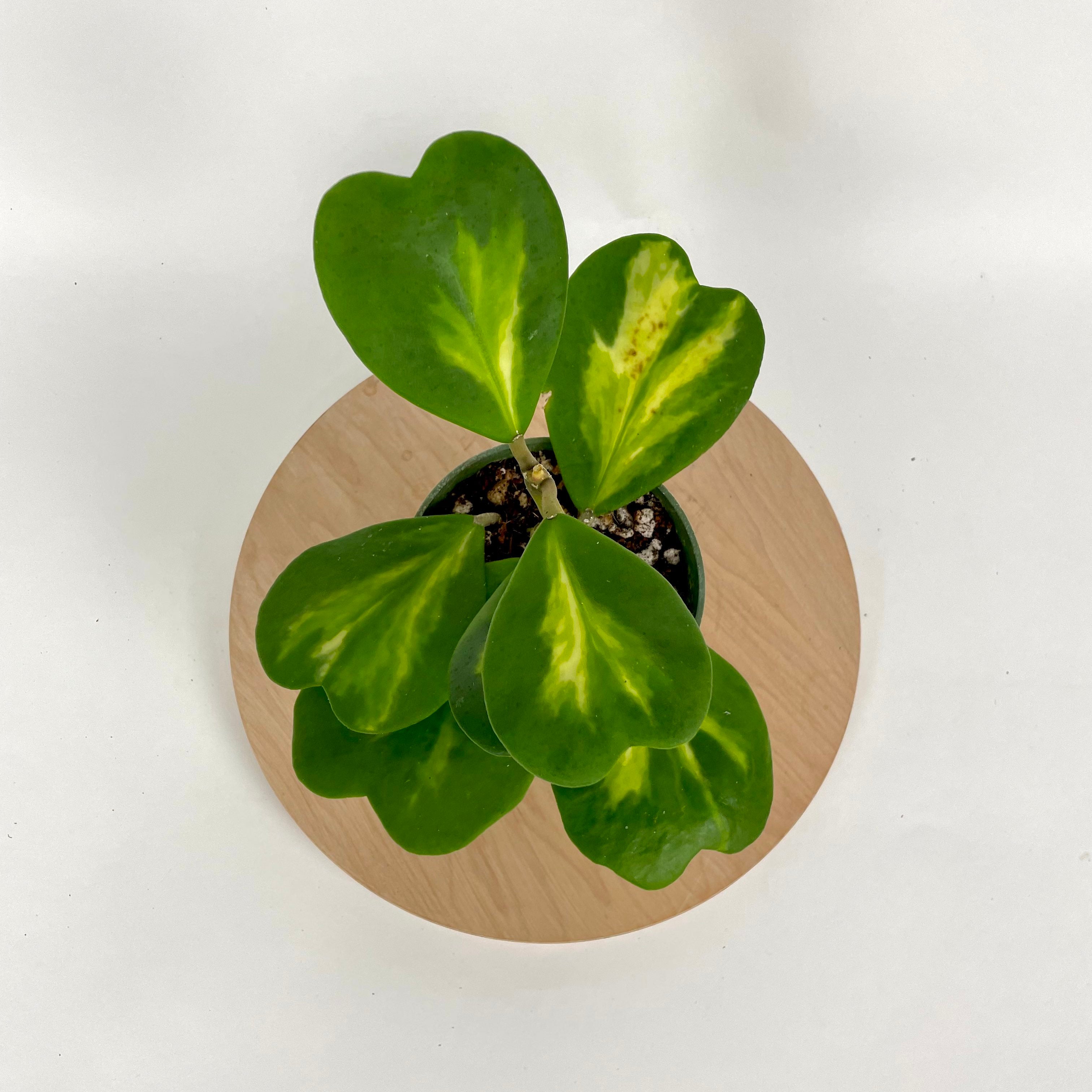Hoya Kerrii reverse variegated 4 | The Flora Culture