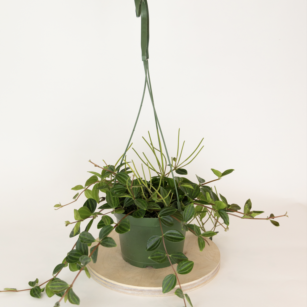 calathea maui queen care CALATHEA 'MAUI QUEEN' 6