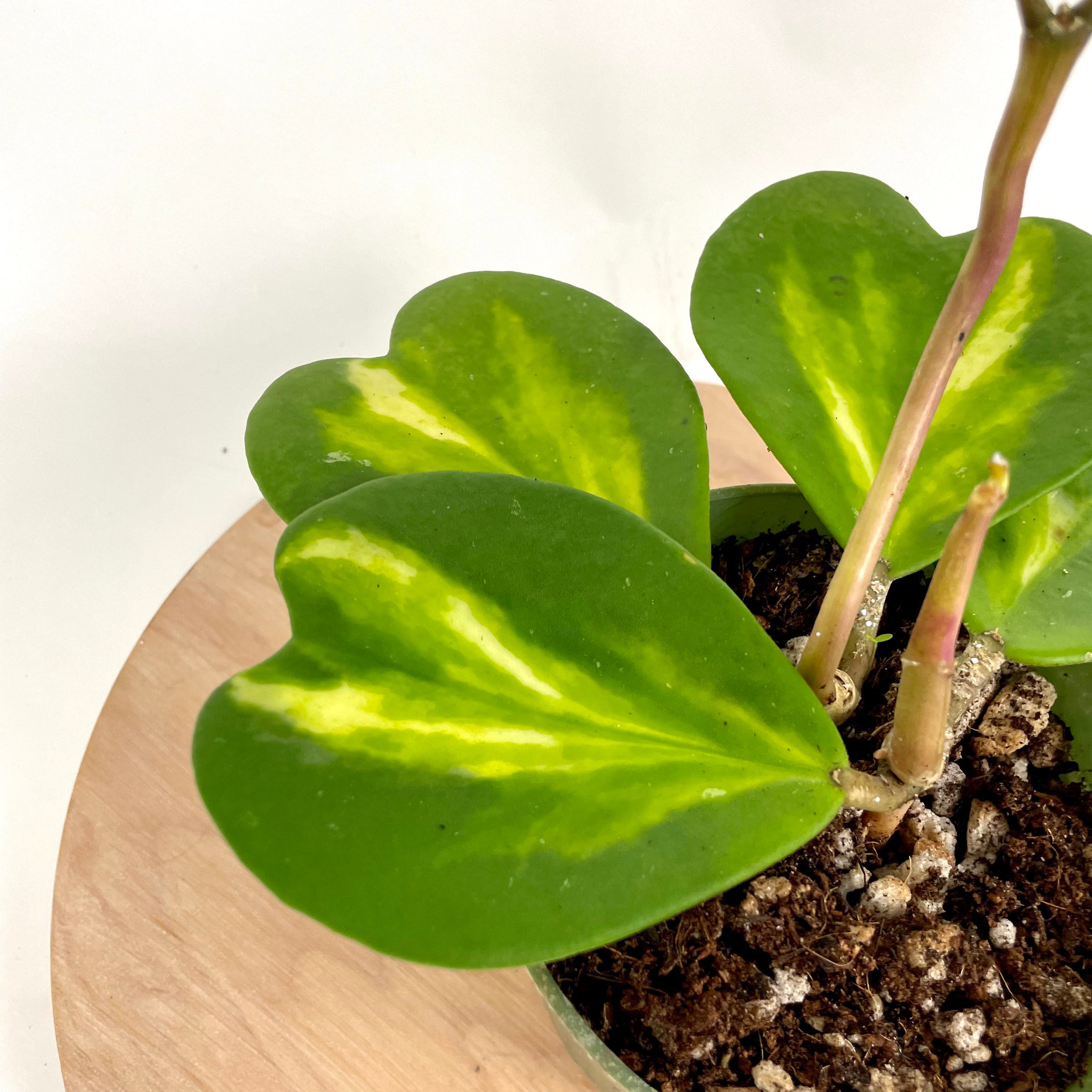 weißklee saatgut 5 kg Weißklee - Trifolium repens main image 0