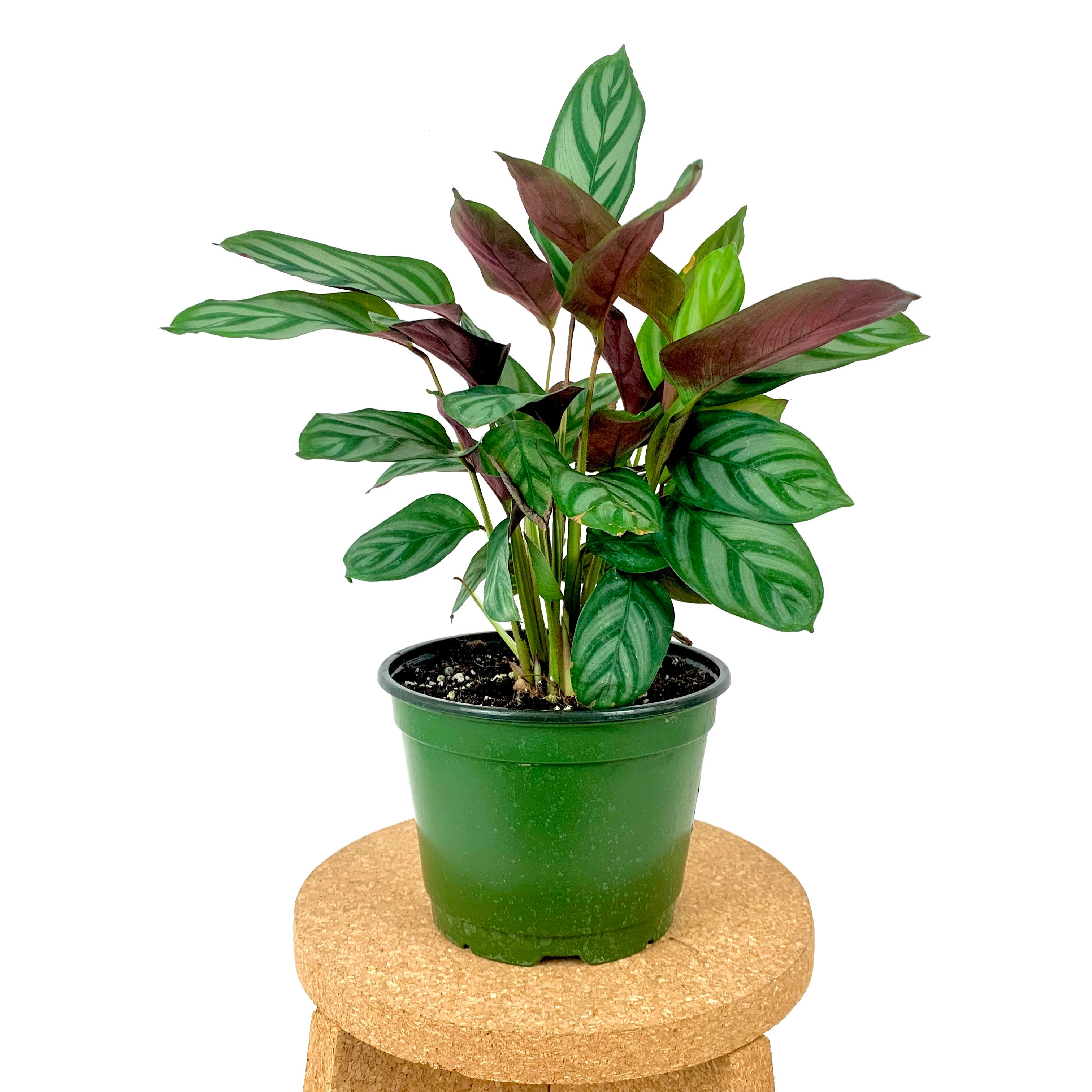 calathea-setosa-6-the-flora-culture