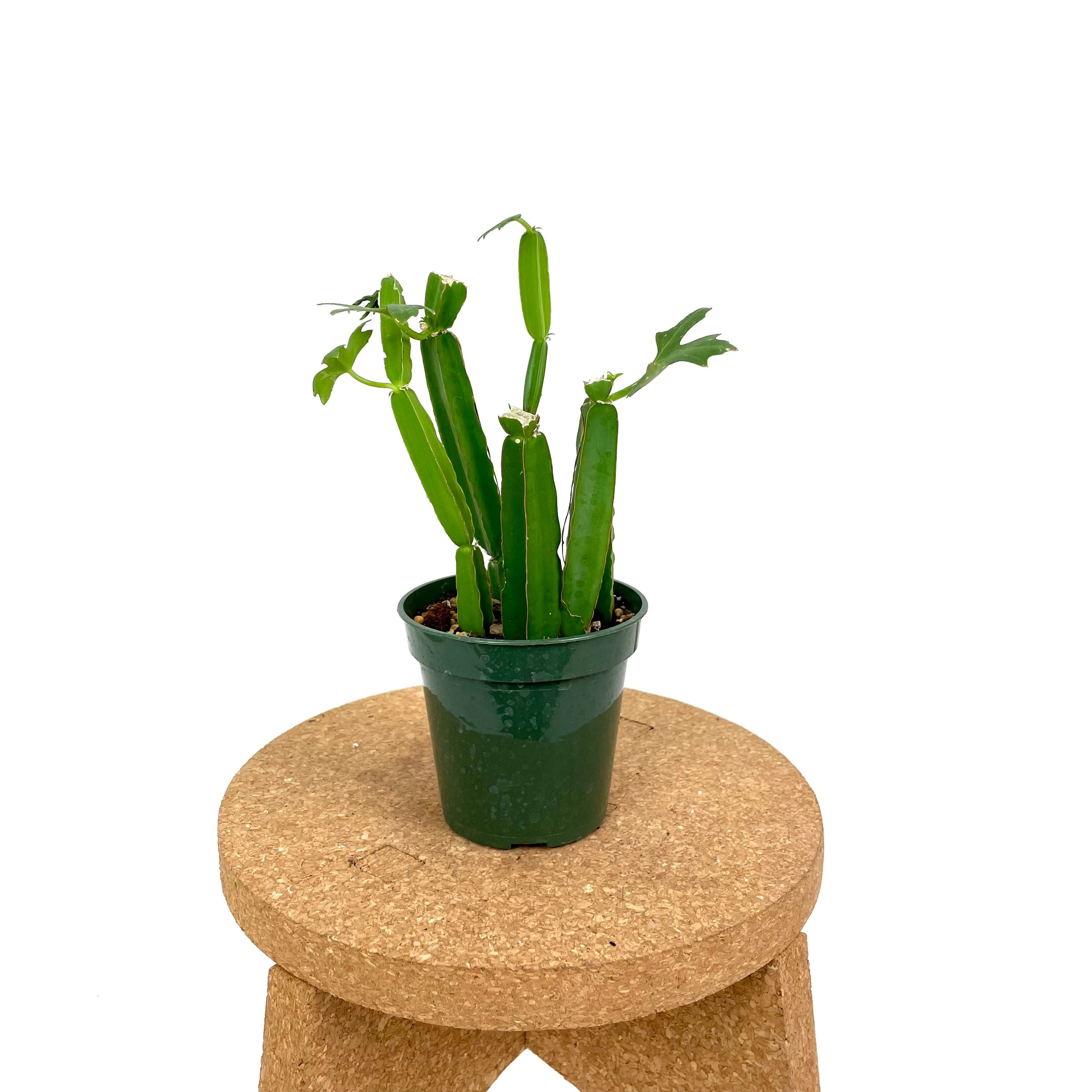 Cissus Cactiformis 'Cucumber Cactus' 4- LOCAL PICK UP / DELIVERY ONLY |  The Flora Culture