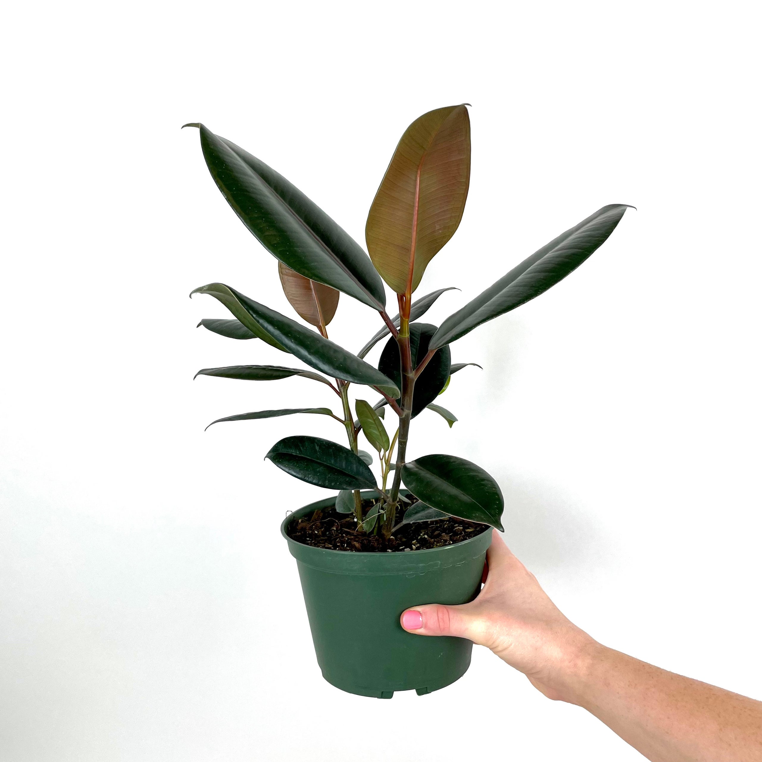 Ficus Elastica Burgundy - Rubber Plant