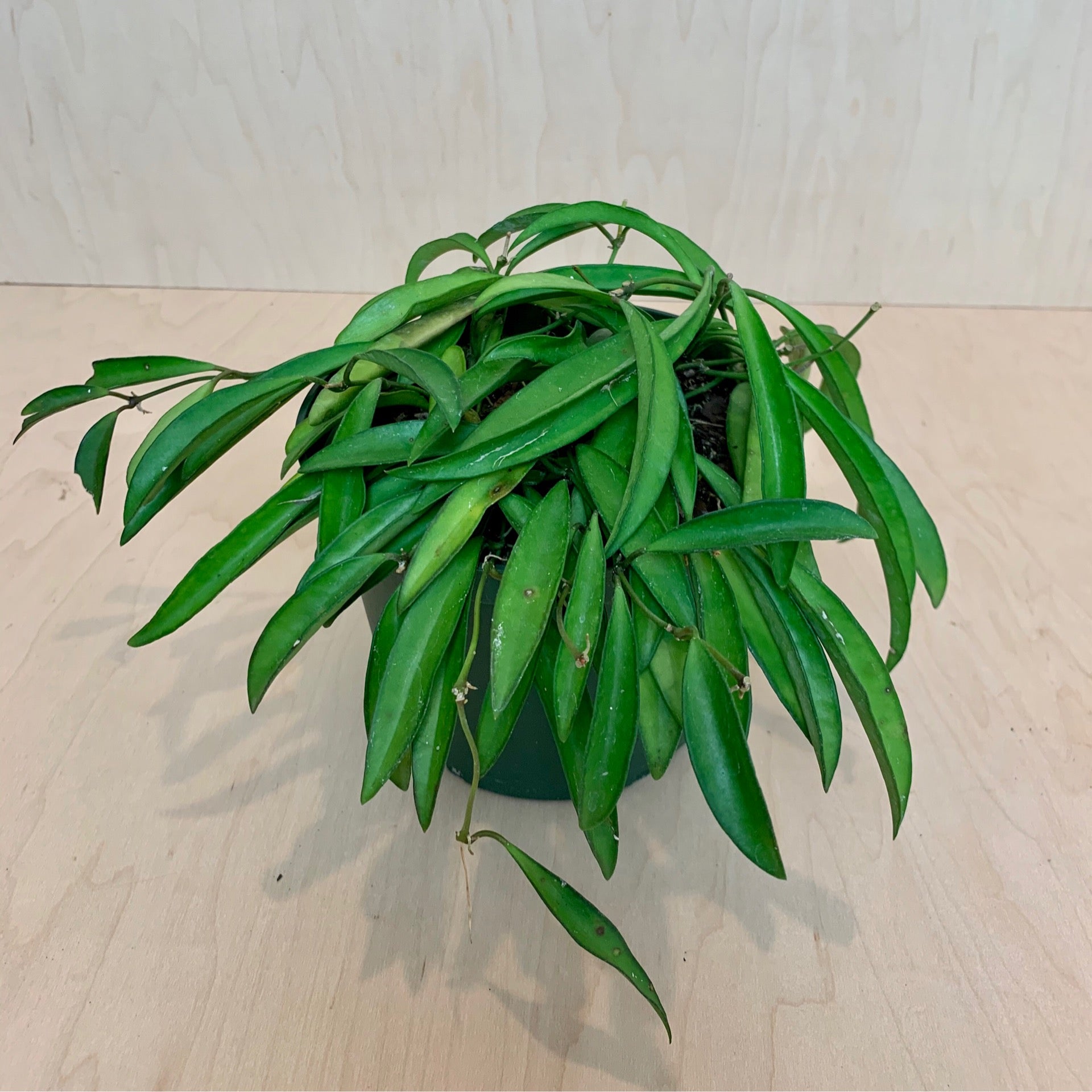 Hoya Kentiana 6&rdquo; | The Flora Culture